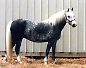 Bristol Victorinna posing in-hand showing his off-side profile